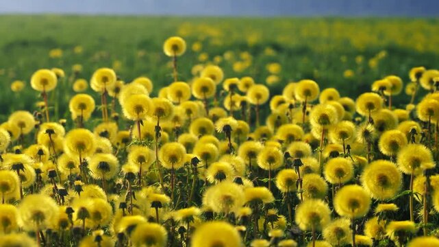 Slow motion tracking shot of dandelion seed heads swaying across open meadow field in daylight