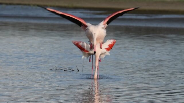 C&oacute;pula de flamencos