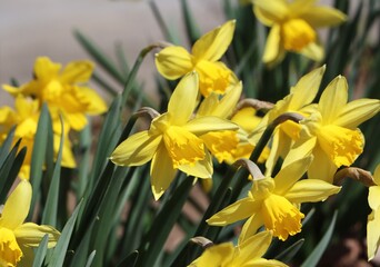Fototapeta premium Spring background with daffodils blooming in a garden