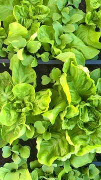 Frischer Bio Salat mit Gem&uuml;se in Sch&uuml;ssel, gesunde Ern&auml;hrung 