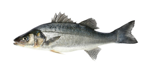 Obraz premium European bass, seabass, Dicentrarchus labrax, isolated on white background, clipping path