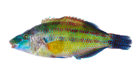 East Atlantic peacock wrasse fish, Symphodus tinca, isolated on white background, clipping path © dule964