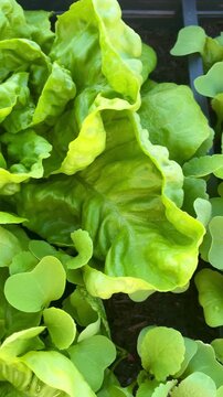 Frischer Bio Salat mit Gem&uuml;se in Sch&uuml;ssel, gesunde Ern&auml;hrung 