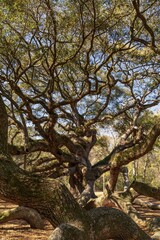 Fototapeta premium the landmark Angel Oak tree on Johns Island south of Charleston