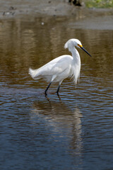 Obraz premium snowy egret in the salt marsh of Huntington Beach State Park in South Carolina