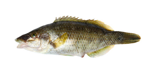 East Atlantic peacock wrasse fish, Symphodus tinca, isolated on white background, clipping path © dule964