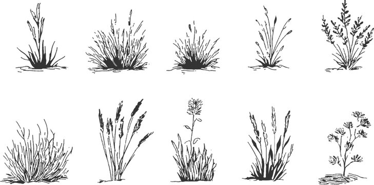 Hand drawn sketch illustration of tall wild grass and wheat stalks silhouettes on white background vector illustration.