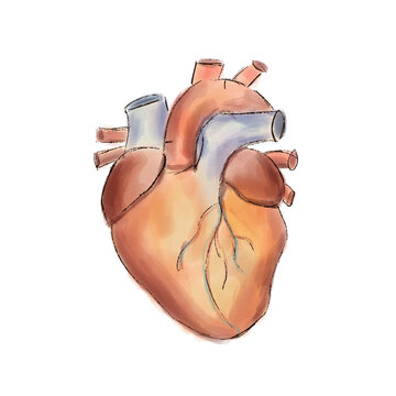 Human heart anatomy - medical illustration in painterly style