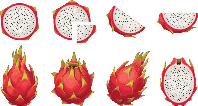 Cartoon vector illustration of dragon fruit showing whole fruits, slices, and cross-sections with vibrant colors