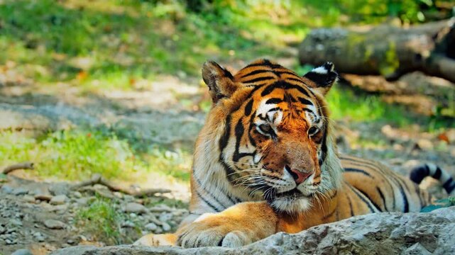 Tiger lying on a rock in a natural outdoor environment with grass and trees