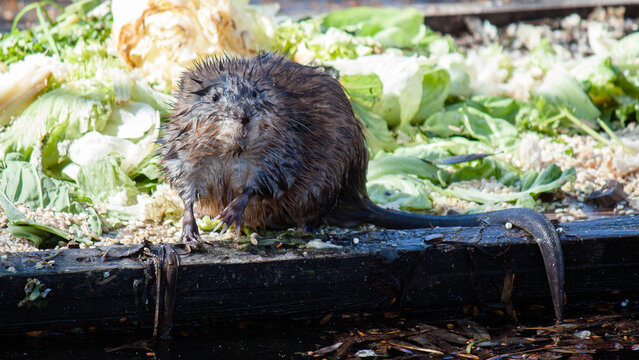 hedgehog in the grass