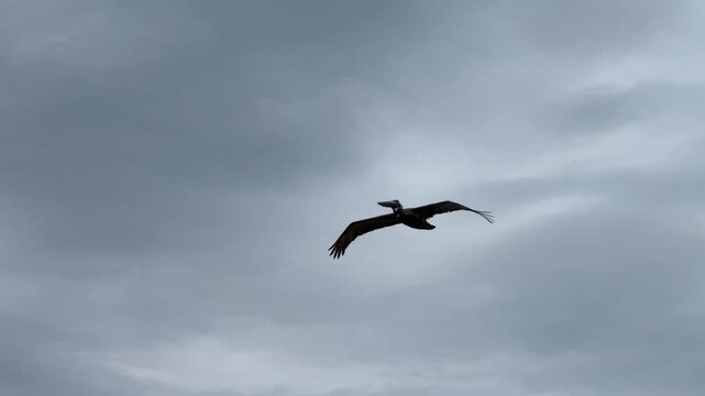 A solitary bird flies through wide open grey clouds in an urban coastal environment. A wooden lamp post with wires is visible at the bottom of the frame against the muted horizon.