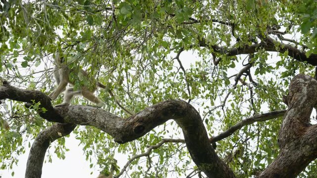 Agile chacma baboons playfully jumping and climbing on tree branches in wild african jungle in Botswana, showcasing natural behavior of active animals in slow motion
