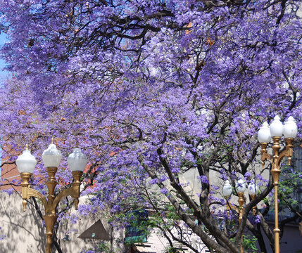 Street lantern in front Jacaranda tree, Buenos Aires, Argentina