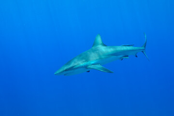 Fototapeta premium Caribbean Reef Shark