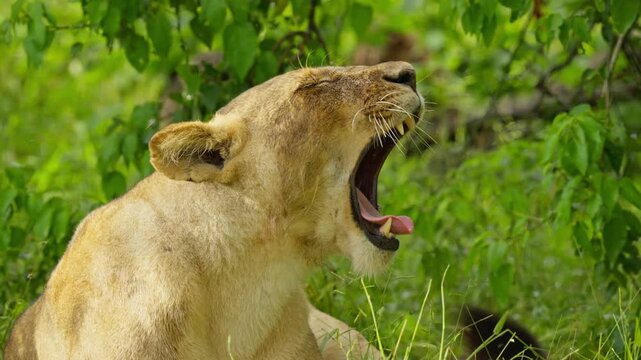 Close up of wild lioness yawning in slow motion, showing big teeth and fangs in natural habitat in savanna of Botswana, Okavango Delta, Africa