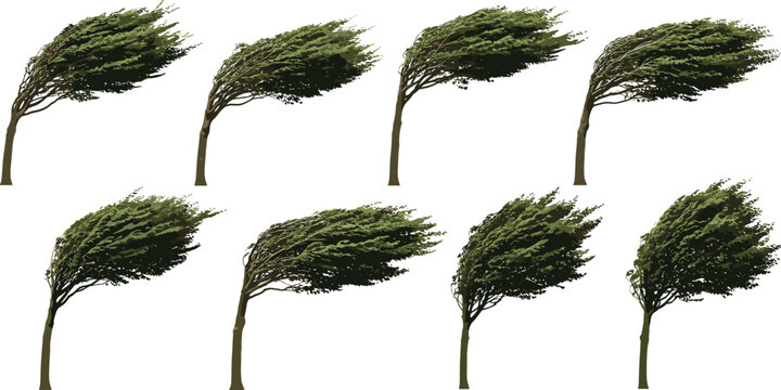 Wind Blown Trees Collection Set Bending Branches Storm Nature Realistic Vector Illustration
