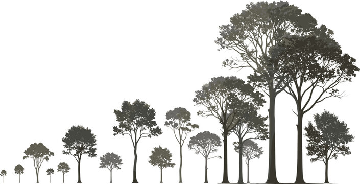 Tree Growth Sequence Silhouette Row from Small Sapling to Tall Mature Tree Vector Illustration