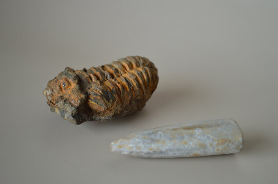 Authentic prehistoric marine animal fossils including a petrified trilobite specimen and a belemnite rostrum displayed on a clean neutral background for scientific study.