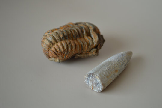 Authentic trilobite and belemnite prehistoric fossils displayed on a plain neutral surface for scientific education and paleontology research.