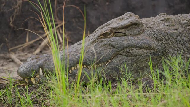 Giant Nile crocodile resting head on muddy shore of a river in Okavango Delta, Botswana, powerful jaws sharp teeth visible among green grass
