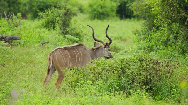 Greater kudu male running and jumping over bushes in green savanna of Botswana, majestic wild antelope with long spiral horns moving freely in natural habitat in slow motion