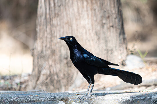 A Carib Grackle perched on a concrete wall in the park on a sunny day