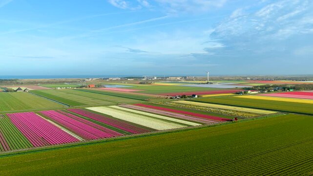Aerial view of vibrant blooming tulip fields with a windmill and the North Sea coast in the distance in Petten, North Holland, Netherlands.