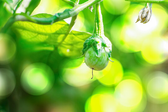 brinjal plant flowring and fruiting in the green backgroung