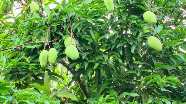 Green mango fruits growing on tree with lush leaves and branches outdoors