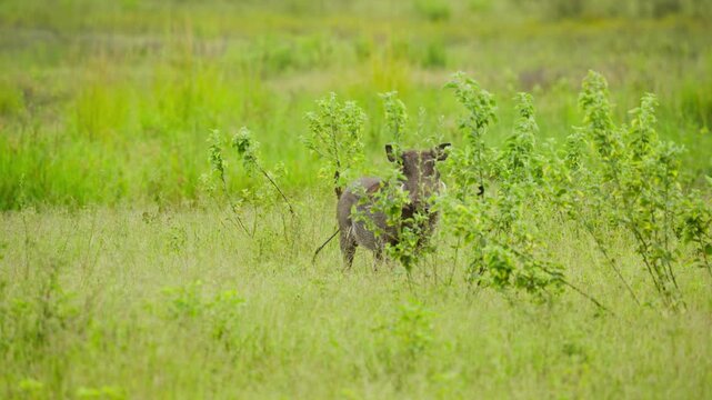 Warthog with tusks standing in green grassy savanna in Botswana, Africa, wild animal grazing in natural habitat and wagging its tail, phacochoerus africanus in slow motion