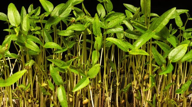 Green Seedlings Growing from Soil Time Lapse on Black Background. Mung bean sprouts