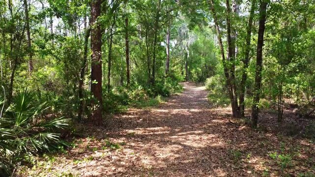 A drone flies over one of the hiking paths in Gator Creek Reserve, just a north of Lakeland in Central Florida. 