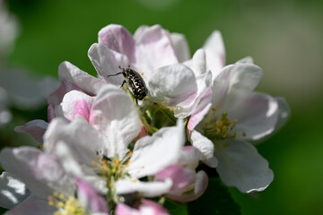 Beetle on a blooming apple tree blossom © Peter Buchacher