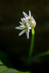 Fototapeta premium Delicate white flower in the forest.