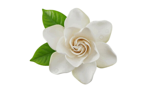 Vector illustration&nbsp;of beautiful white gardenia flower with green leaves on a transparent background