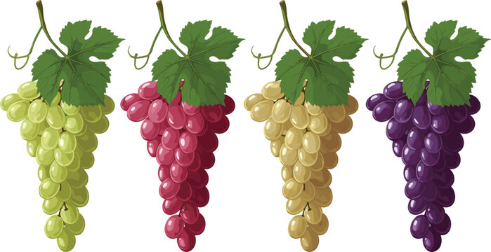 Grapes bunch collection with green, red, golden and purple varieties, fresh vineyard fruit set with leaves isolated on light background vector illustration