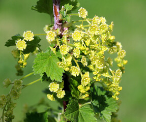 Red currant (Ribes rubrum) blossoms on a bush branch © orestligetka