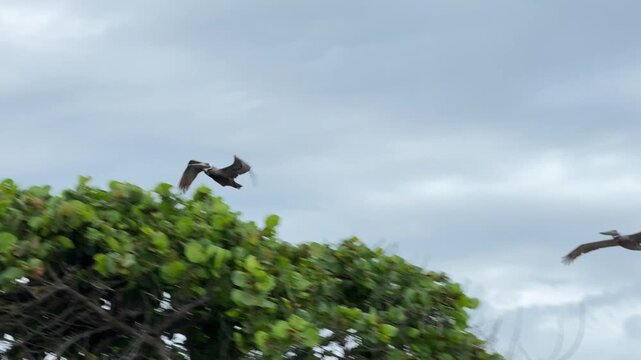 Two large birds glide through an overcast sky above the clean lines of a contemporary beach building. A utility pole and coastal vegetation frame the scene on a moody grey day.