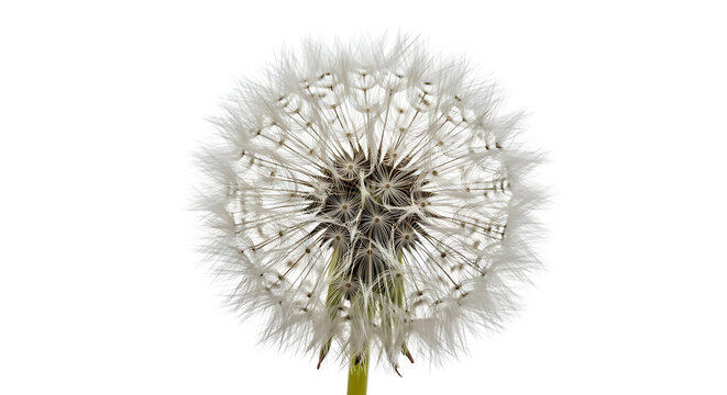 Close-up of a delicate dandelion seed head with numerous fluffy pappus seeds ready for dispersal on a pristine white background dandelion isolated delicate dispersal