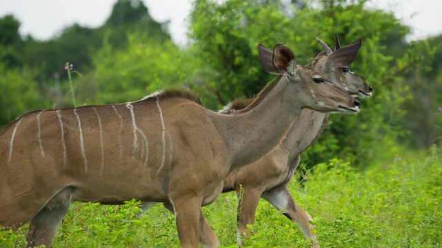 Two wild greater kudus standing alert in green savanna of Botswana, slowly walking away into lush african bushland with distinctive striped coats in slow motion