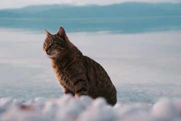Brown cat on a white pebble beach, tabby feline by a lake