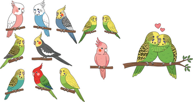 Colorful parakeets and cockatiels in various poses, including couples, vector illustration