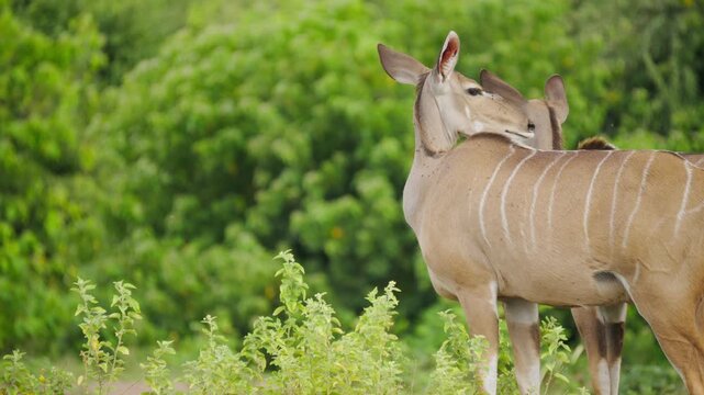 Graceful herd of female greater kudu antelopes grooming and interacting in natural green habitat in African savanna of Botswana, wildlife behavior in slow motion