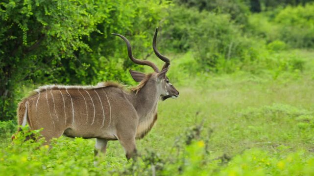 Greater kudu with big horns and white stripes walking in green forest in Botswana, wild male antelope in jungle of Africa, herbivore animal eating in savannah in slow motion