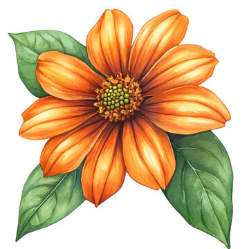 watercolor of Tithonia Flower, vector, isolated on a white background.