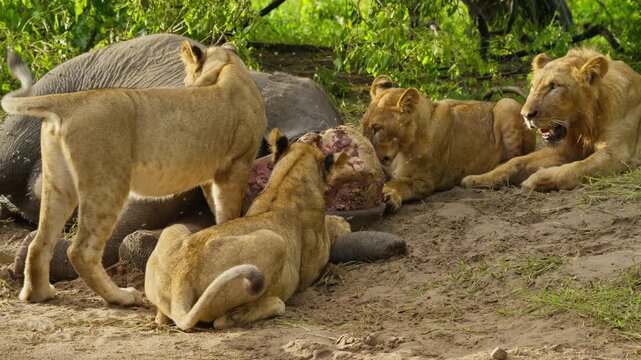 Pride of lions eating large animal carcass in savanna of Botswana, male lion rests nearby while lionesses feed on prey, showing circle of life in Africa