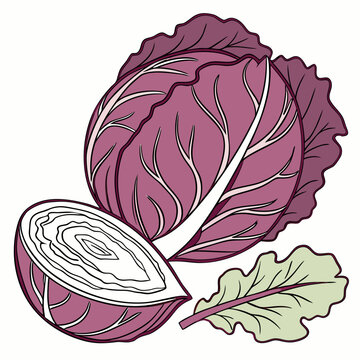 Whole purple cabbage with halved section and separate green leaf illustration