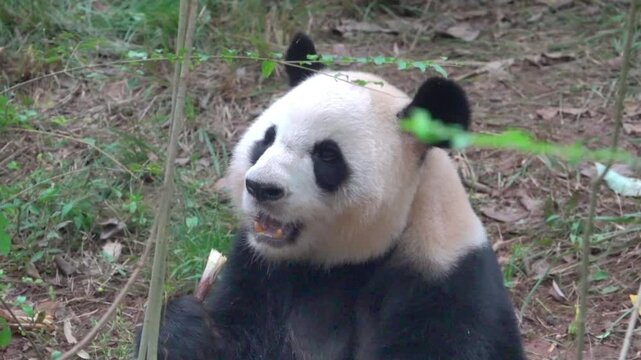 Most charming bear in world panda (Ailuropoda melanoleuca), A symbol of nature conservation WWF. Emblems of China. The bear eats bamboo omly - stenophagous animal,