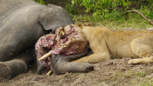 Lioness gnawing on gory carcass of deceased elephant calf in Botswana, brutal display of circle of life and survival in untamed wilderness of Africa